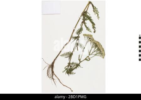 Pfeil. EO 401207 Yarrow Achillea millefolium 001.jpg Stockfoto