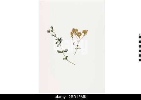 Stevia. EO 401136 Stevia Stevia rebaudiana 001.jpg Stockfoto