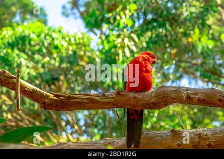 Australischer King-Parrot (Alisterus scapularis) an einem Baumzweig in einer Wildnis, am Kieselstrand, im Murramarang-Nationalpark, in New South Wales, Australien Stockfoto