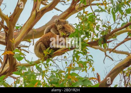 Koala mit joey auf dem Rücken, marsupialer Bär, an einem Baum mit Eukalyptus im Great Otway National Park entlang der Great Ocean Road, Victoria, Australien, Pazifik Stockfoto