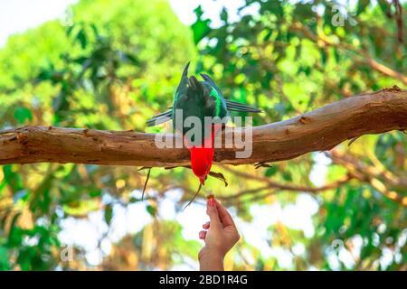 Hand der Frau, die einen australischen King-Parrot (Alisterus scapularis) in einer Wildnis füttert, Kieselstrand, Murramarang-Nationalpark, Australien Stockfoto