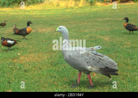 Eine Kap-Barren-Gans (Cereopsis novaehollandiae), die auf einem grünen Rasen steht, eine große Gans, die in Südaustralien im Pazifik beheimatet ist Stockfoto