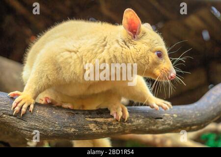 Golden Brushtail possum an einem Baum ist die Lichtfarbe eine genetische Mutation gängiger australischer Possums, die nur in Tasmanien, Australien, Pazifik leben Stockfoto