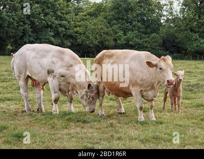 Preis Bull und Cow auf einer Wiese Stockfoto