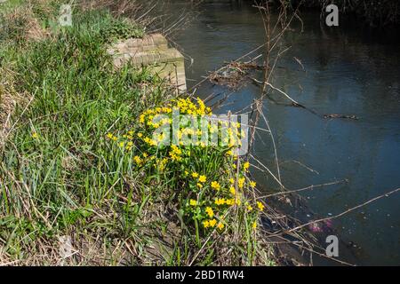 Ein Trumpf aus marigoltem Sumpf oder Königskupp Caltha palustris wächst am Rande des Flusses Biss in Trowbridge Wiltshire Stockfoto
