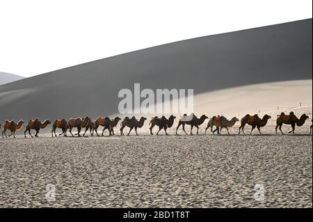 Kamele, die am späten Nachmittag durch die singenden Sanddünen zurückgeführt werden, Dunhuang, Gansu, China, Asien Stockfoto