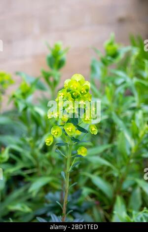 Eine blühende "Spülung"- oder Euphorbia-Pflanze, Holzspurz Euphorbia amygdaloides mit hellgrünen Blumen und dunkleren grünen Blättern Stockfoto