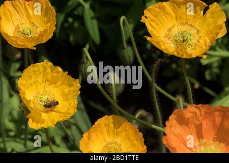 Gelber Welsh-Mohn, der von einer Honigbiene bestäubt wird, Harrogate, North Yorkshire, England, Großbritannien. Stockfoto