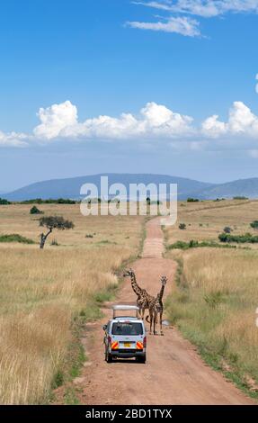 Masai-Giraffe (Giraffa camelopardalis tippelskirchii). Masai Giraffen vor einem Safari-Van auf einer Straße im Masai Mara National Reserve, Kenia, Afrika Stockfoto