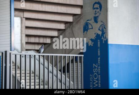 München, Deutschland. April 2020. Eine Taube sitzt an einem Eingang im Stadion. Der Zweitliga-Fußballverein VfL Dortmund ist einer der in der Corona-Krise stark gefährdeten Vereine. Bereits im Mai 2020 könnte dem ehemaligen Bundesligisten im schlimmsten Fall die Zahlungsunfähigkeit drohen. Kredit: Fabian Strauch / dpa / Alamy Live News Stockfoto