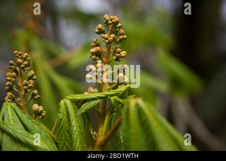 Kastanienbraut beginnt im Frühling zu blühen, Aesculus hippocastanum, Konkerbaum, der blüht Stockfoto