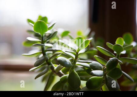 Nahaufnahme von Geldanlage in der Sonne auf einem Fensterleiste - grüne saftige Blätter Stockfoto