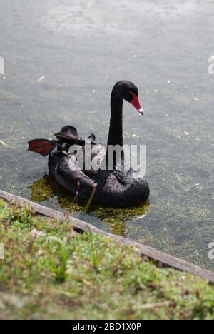 Black Swan at National Trust Claremont Landscape Garden, Portsmouth Road, Esher, Surrey KT10 9JG Stockfoto