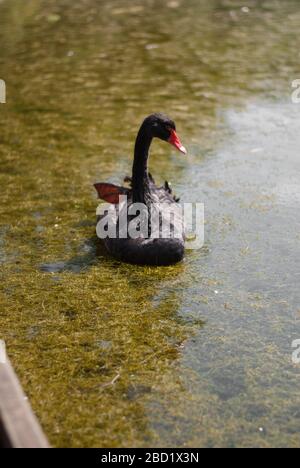 Black Swan at National Trust Claremont Landscape Garden, Portsmouth Road, Esher, Surrey KT10 9JG Stockfoto