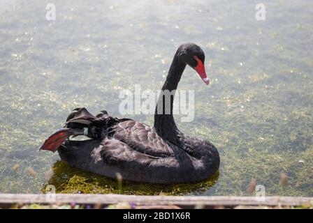 Black Swan at National Trust Claremont Landscape Garden, Portsmouth Road, Esher, Surrey KT10 9JG Stockfoto