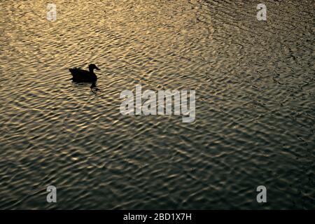 Silhouette einer Ente auf Wasser bei Sonnenuntergang mit goldenen Wellen Stockfoto