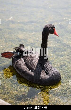 Black Swan at National Trust Claremont Landscape Garden, Portsmouth Road, Esher, Surrey KT10 9JG Stockfoto