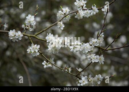An einem sonnigen Tag im Frühling in England verzweigt sich an einem sonnigen Tag der Baum in der Nähe der weißen Blüte Stockfoto