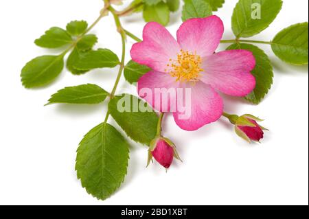 Dog rose Blumen auf weißem Hintergrund Stockfoto