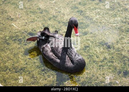 Black Swan at National Trust Claremont Landscape Garden, Portsmouth Road, Esher, Surrey KT10 9JG Stockfoto