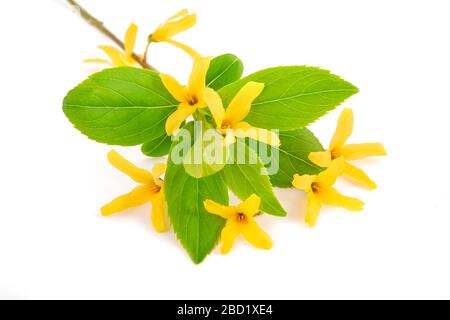 Osterbaum (Forsythia) isoliert auf weißem Grund Stockfoto