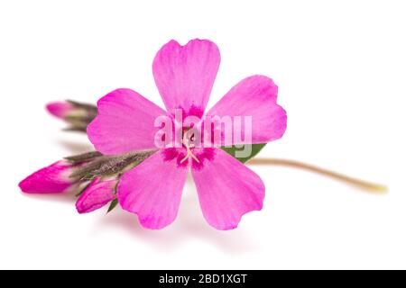 Kriechenden Phlox (Phlox subulata) auf weißem Hintergrund Stockfoto