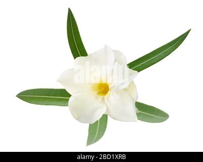 Weißer Oleander Blume auf weißem Hintergrund Stockfoto