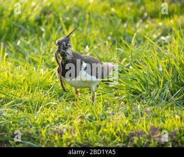 Nahaufnahme eines nördlichen Lapwing (Vanellus vanellus) eine immer seltener bemürbte Pflaume in Pfaffikon, Schwyz, Schweiz Stockfoto