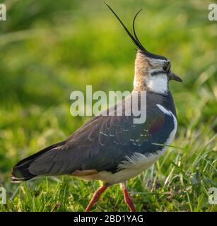 Nahaufnahme eines nördlichen Lapwing (Vanellus vanellus) eine immer seltener bemürbte Pflaume in Pfaffikon, Schwyz, Schweiz Stockfoto