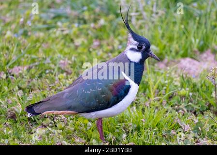 Nahaufnahme eines nördlichen Lapwing (Vanellus vanellus) eine immer seltener bemürbte Pflaume in Pfaffikon, Schwyz, Schweiz Stockfoto