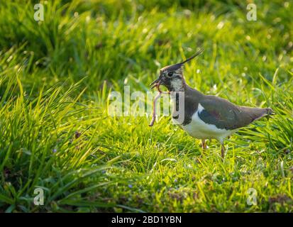 Nahaufnahme eines nördlichen Lapwing (Vanellus vanellus) eine immer seltener bemürbte Pflaume in Pfaffikon, Schwyz, Schweiz Stockfoto