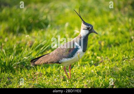 Nahaufnahme eines nördlichen Lapwing (Vanellus vanellus) eine immer seltener bemürbte Pflaume in Pfaffikon, Schwyz, Schweiz Stockfoto