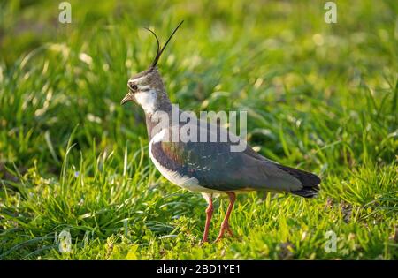 Nahaufnahme eines nördlichen Lapwing (Vanellus vanellus) eine immer seltener bemürbte Pflaume in Pfaffikon, Schwyz, Schweiz Stockfoto