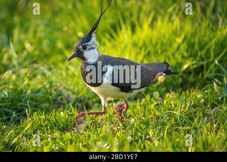 Nahaufnahme eines nördlichen Lapwing (Vanellus vanellus) eine immer seltener bemürbte Pflaume in Pfaffikon, Schwyz, Schweiz Stockfoto