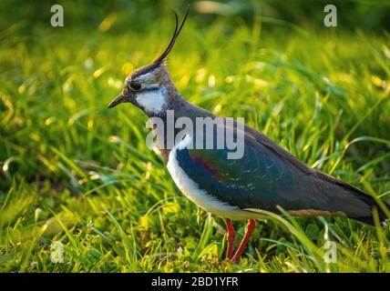 Nahaufnahme eines nördlichen Lapwing (Vanellus vanellus) eine immer seltener bemürbte Pflaume in Pfaffikon, Schwyz, Schweiz Stockfoto