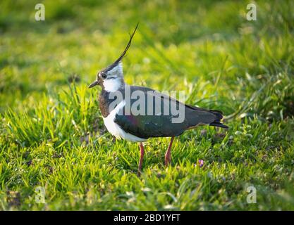 Nahaufnahme eines nördlichen Lapwing (Vanellus vanellus) eine immer seltener bemürbte Pflaume in Pfaffikon, Schwyz, Schweiz Stockfoto