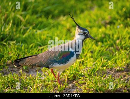 Nahaufnahme eines nördlichen Lapwing (Vanellus vanellus) eine immer seltener bemürbte Pflaume in Pfaffikon, Schwyz, Schweiz Stockfoto