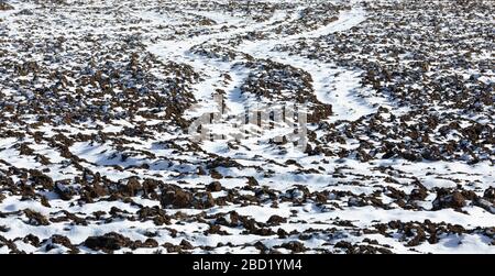 Gefrorene, gepflügte und schneebedeckte Oberfläche des Ackerlandes im Frühjahr Stockfoto