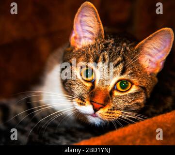 Gestreift grau Europäischen streunende Katzen. Stockfoto