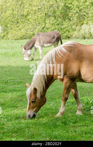 Inländische Haflinger Pferd (Equus ferus Caballus) auf einer Weide in der Landschaft in Deutschland, Westeuropa Stockfoto