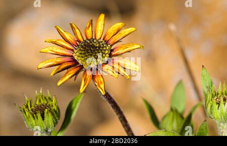 Osteospermum Kap Ringelblume/Regen Daisy Stockfoto