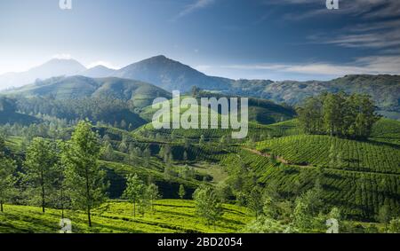 Schöne Teeplantationslandschaft am Morgen. Stockfoto