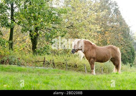 Inländische Haflinger Pferd (Equus ferus Caballus) auf einer Weide in der Landschaft in Deutschland, Westeuropa Stockfoto