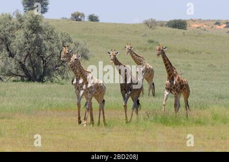 Südafrikanische Giraffen (Giraffa camelopardalis giraffa), Herde mit Young, Walking, Kgalagadi Transfrontier Park, Northern Cape, Südafrika, Afrika Stockfoto