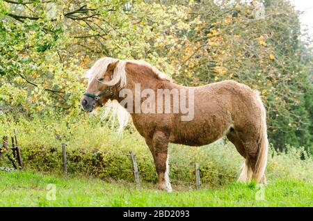 Inländische Haflinger Pferd (Equus ferus Caballus) auf einer Weide in der Landschaft in Deutschland, Westeuropa Stockfoto