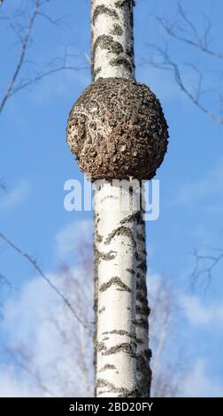 Große runde Burl wächst auf Birkenstamm, Finnland Stockfoto