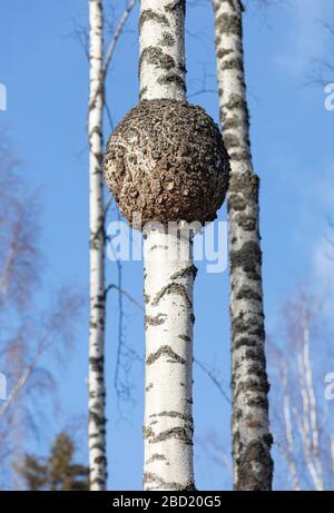 Große runde Burl wächst auf Birkenstamm, Finnland Stockfoto