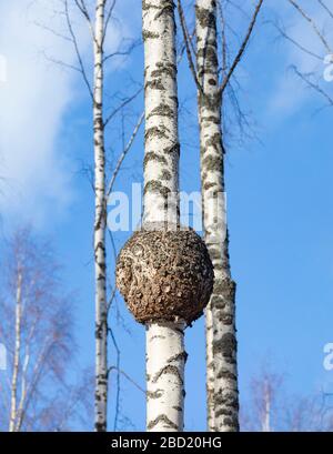 Große runde Burl wächst auf Birkenstamm, Finnland Stockfoto