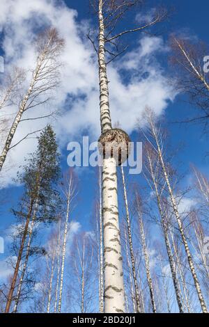 Große runde Burl wächst auf Birkenstamm, Finnland Stockfoto