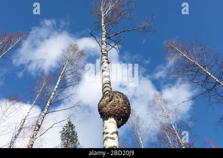 Große runde Burl wächst auf Birkenstamm, Finnland Stockfoto